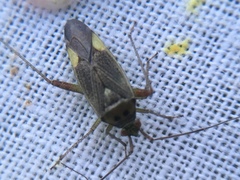 Closterotomus trivialis