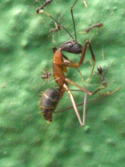 Camponotus lespesii