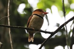 Bucco capensis