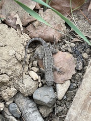 Sceloporus occidentalis