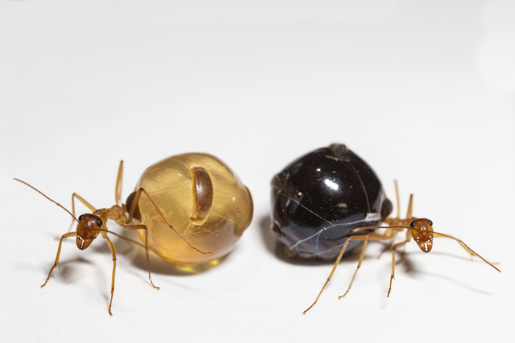 Mexican Honeypot Ant (Insects of Lake Pueblo State Park) · iNaturalist