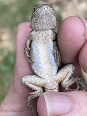Sceloporus occidentalis