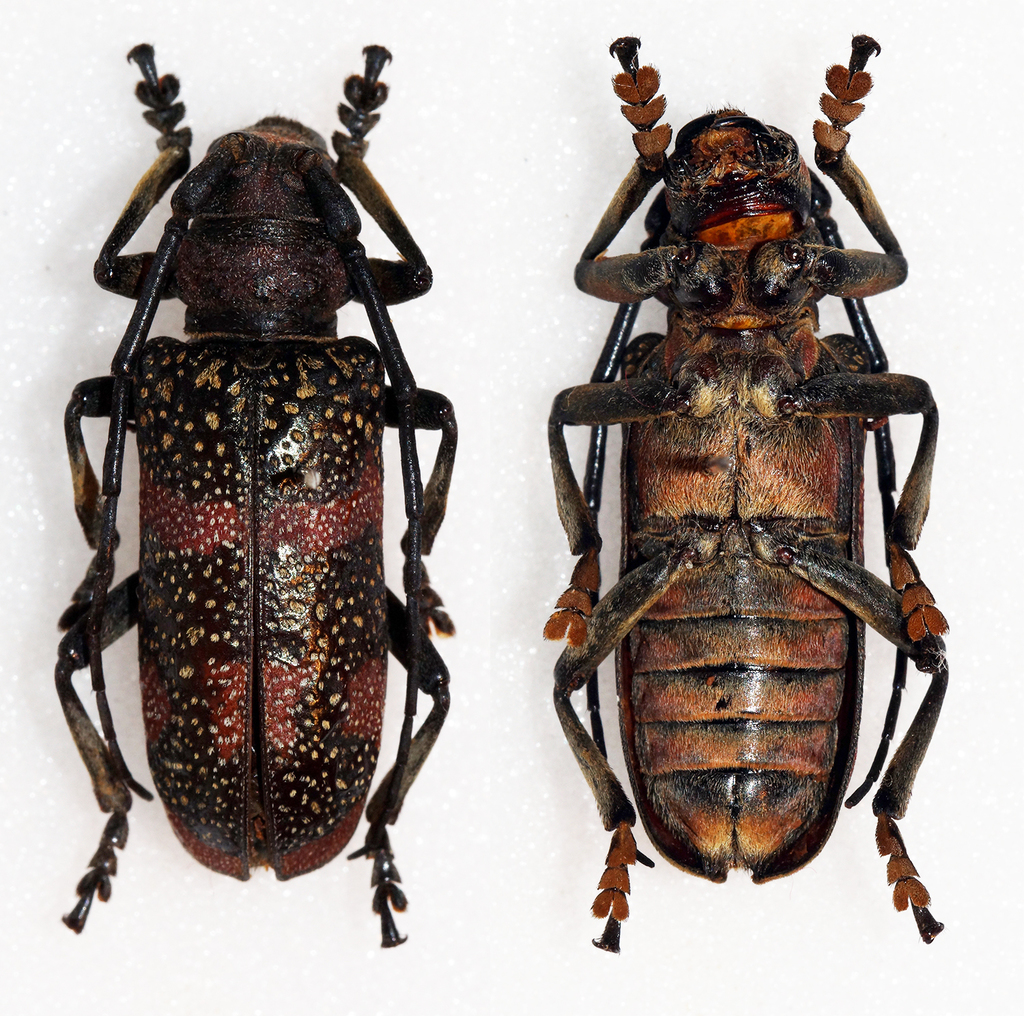 Ceroplesis revoili
