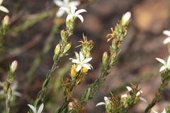 Wahlenbergia axillaris