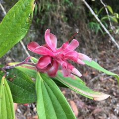 Cavendishia pubescens