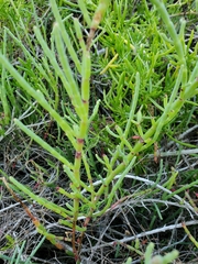 Image of Salicornia ambigua