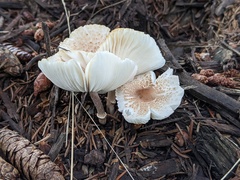 Lepiota lilacea