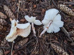 Lepiota lilacea