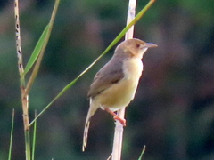 Cisticola erythrops