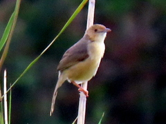 Cisticola erythrops