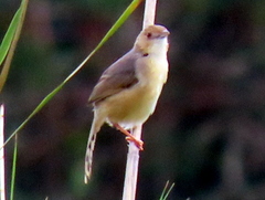 Cisticola erythrops