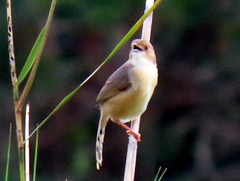 Cisticola erythrops