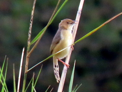 Cisticola erythrops