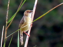 Cisticola erythrops