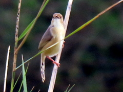 Cisticola erythrops