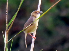 Cisticola erythrops