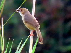 Cisticola erythrops
