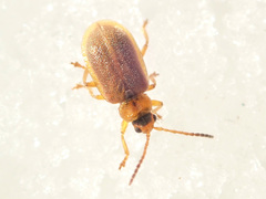 Galerucella tenella