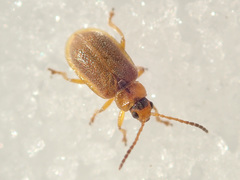 Galerucella tenella