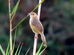 Cisticola erythrops