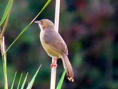 Cisticola erythrops
