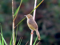 Cisticola erythrops