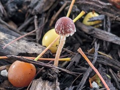 Psathyrella microrhiza