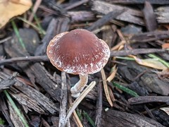 Psathyrella microrhiza