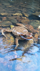 Rhinella achavali