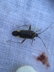 Closterotomus trivialis