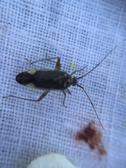 Closterotomus trivialis