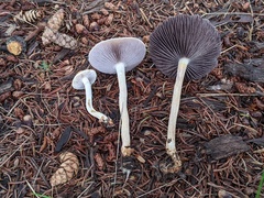 Leratiomyces riparius