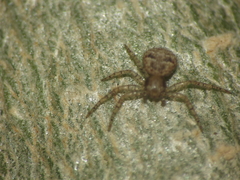 Indoxysticus