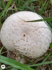 Calvatia cyathiformis
