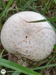 Calvatia cyathiformis
