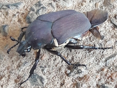 Allorrhina menetriesi