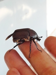 Allorrhina menetriesi
