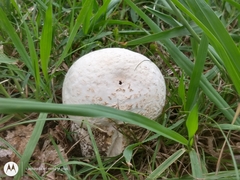 Calvatia cyathiformis