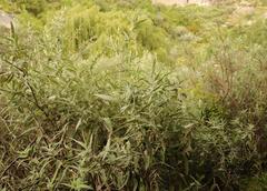 Buddleja salviifolia