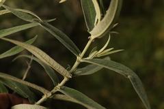Buddleja salviifolia