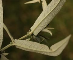 Buddleja salviifolia