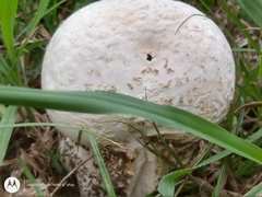 Calvatia cyathiformis