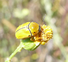 Cryptocephalus decemnotatus