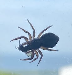 Menemerus bivittatus