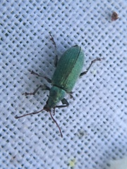 Phyllobius maculicornis