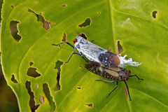 Lystra pulverulenta
