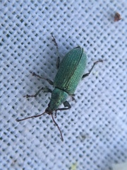 Phyllobius maculicornis