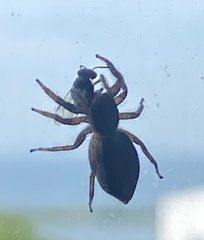 Menemerus bivittatus