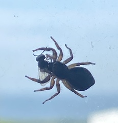 Menemerus bivittatus