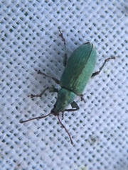Phyllobius maculicornis